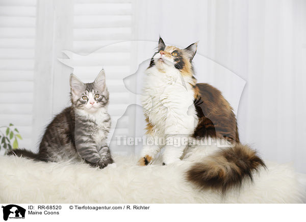 Maine Coons / Maine Coons / RR-68520