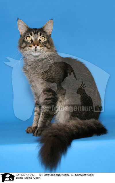 sitting Maine Coon / SS-41947