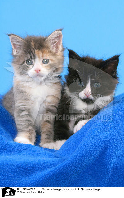 2 Maine Coon Ktzchen / 2 Maine Coon Kitten / SS-42013