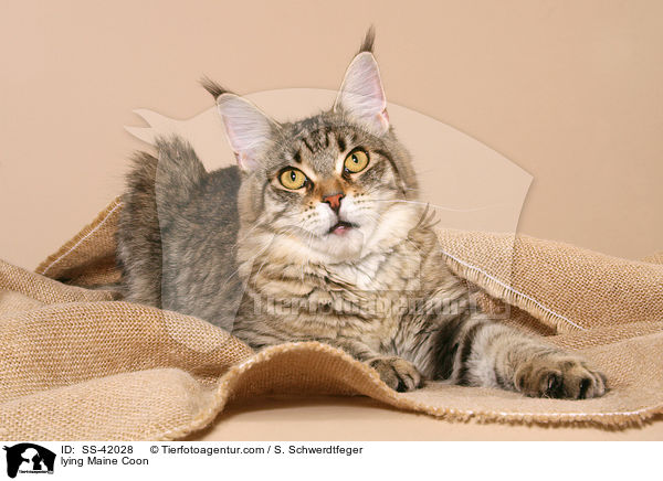 liegende Maine Coon / lying Maine Coon / SS-42028