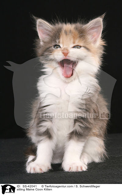 sitting Maine Coon Kitten / SS-42041