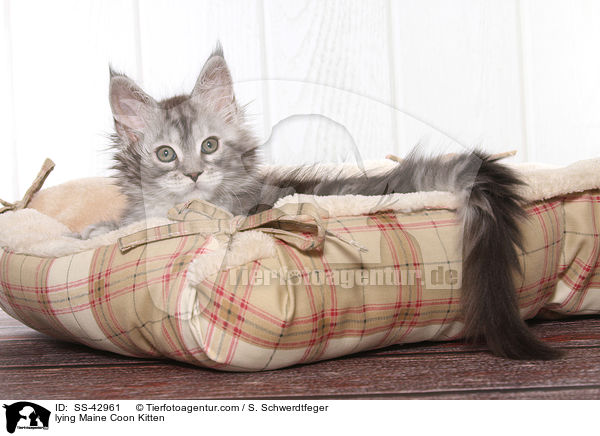 liegendes Maine Coon Ktzchen / lying Maine Coon Kitten / SS-42961