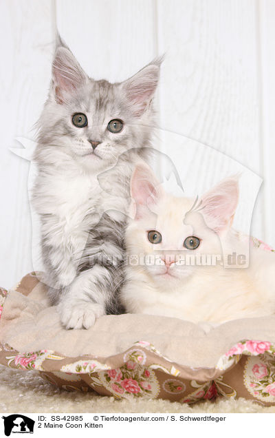 2 Maine Coon Ktzchen / 2 Maine Coon Kitten / SS-42985