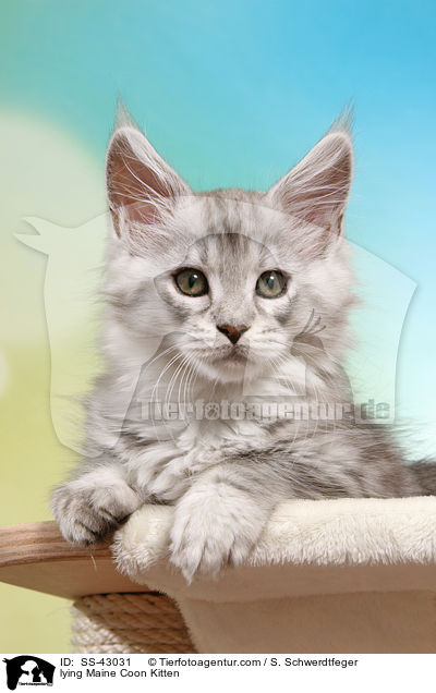 liegendes Maine Coon Ktzchen / lying Maine Coon Kitten / SS-43031