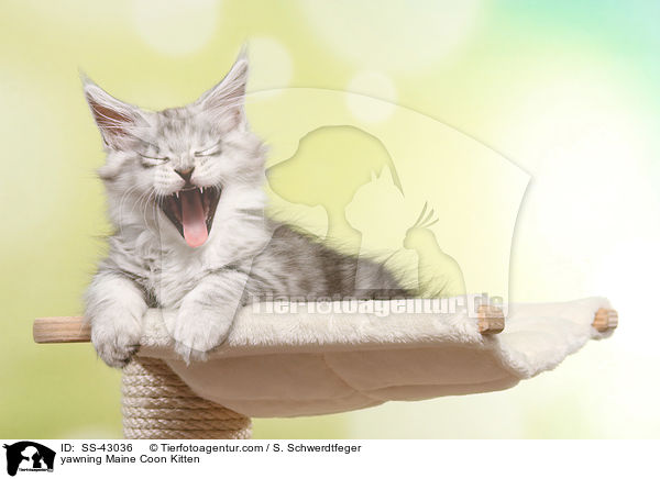 ghnendes Maine Coon Ktzchen / yawning Maine Coon Kitten / SS-43036