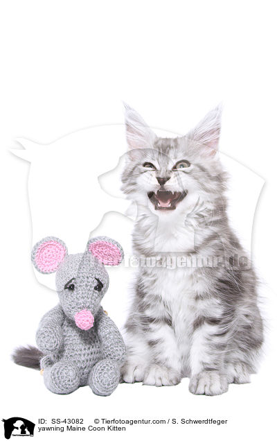 yawning Maine Coon Kitten / SS-43082