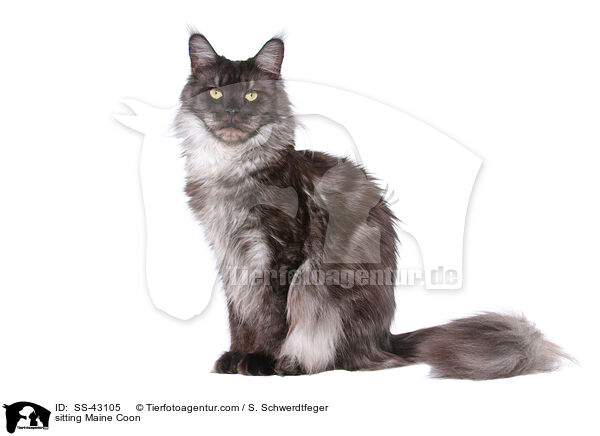 sitzende Maine Coon / sitting Maine Coon / SS-43105