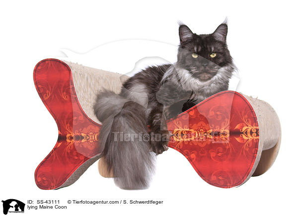lying Maine Coon / SS-43111