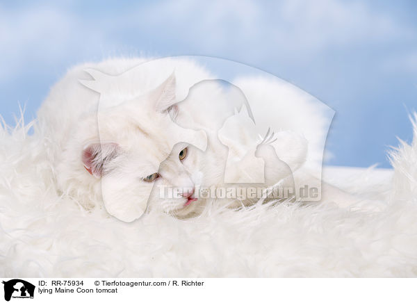 liegender Maine Coon Kater / lying Maine Coon tomcat / RR-75934