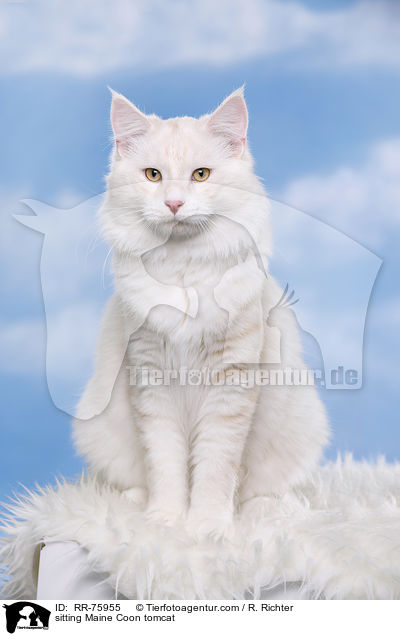 sitting Maine Coon tomcat / RR-75955