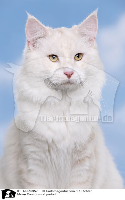 Maine Coon tomcat portrait / RR-75957