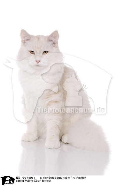 sitzender Maine Coon Kater / sitting Maine Coon tomcat / RR-75981