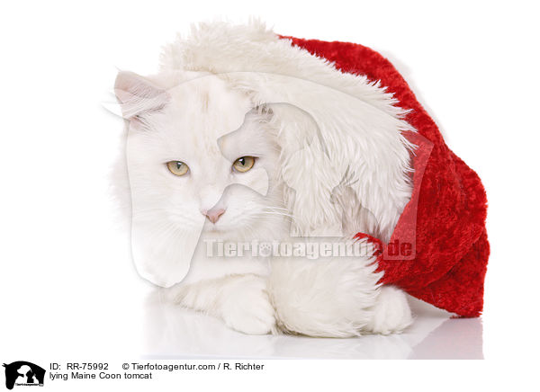 liegender Maine Coon Kater / lying Maine Coon tomcat / RR-75992