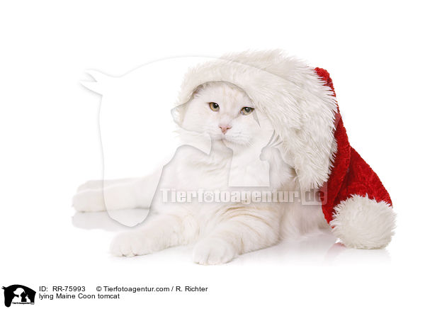 liegender Maine Coon Kater / lying Maine Coon tomcat / RR-75993