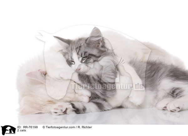 2 Katzen / 2 cats / RR-76198