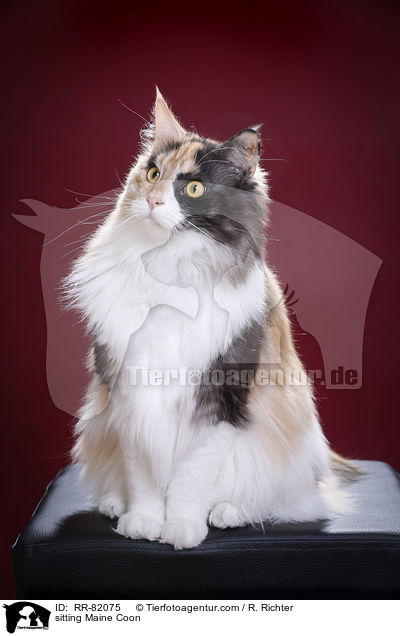 sitzende Maine Coon / sitting Maine Coon / RR-82075