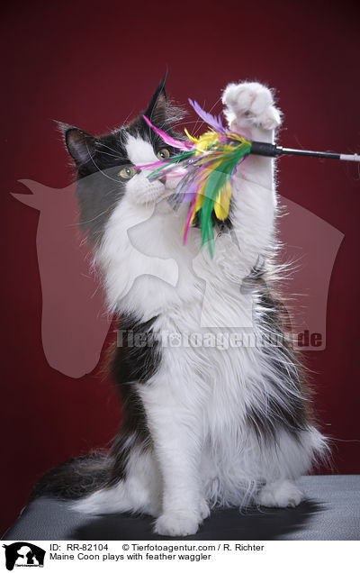 Maine Coon spielt mit Federwedel / Maine Coon plays with feather waggler / RR-82104