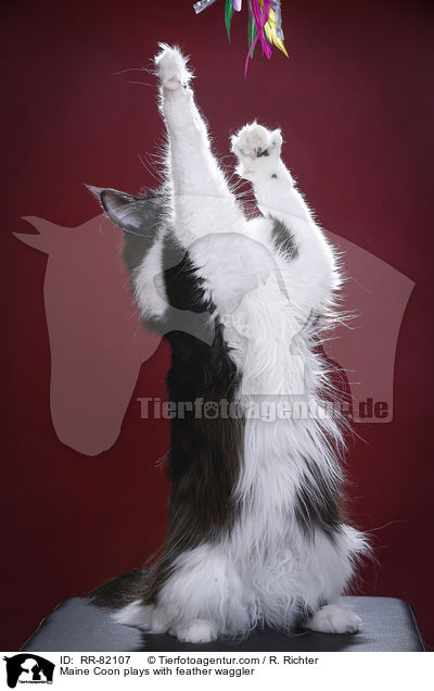 Maine Coon spielt mit Federwedel / Maine Coon plays with feather waggler / RR-82107
