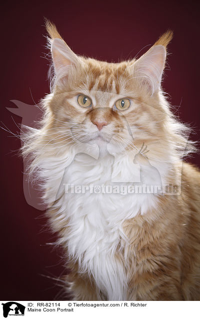 Maine Coon Portrait / Maine Coon Portrait / RR-82114