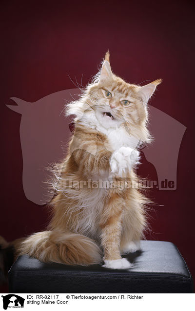 sitzende Maine Coon / sitting Maine Coon / RR-82117