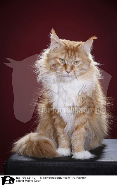 sitzende Maine Coon / sitting Maine Coon / RR-82119