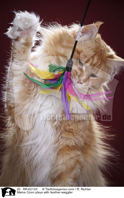 Maine Coon spielt mit Federwedel / Maine Coon plays with feather waggler / RR-82120