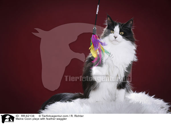 Maine Coon spielt mit Federwedel / Maine Coon plays with feather waggler / RR-82138