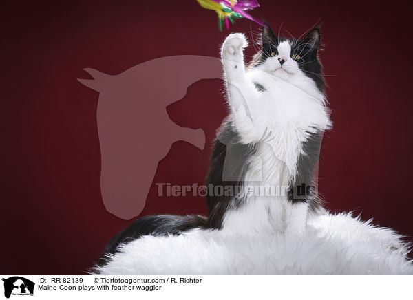 Maine Coon spielt mit Federwedel / Maine Coon plays with feather waggler / RR-82139