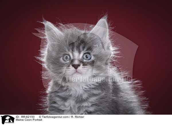 Maine Coon Portrait / Maine Coon Portrait / RR-82150