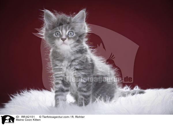 Maine Coon K�tzchen / Maine Coon Kitten / RR-82151