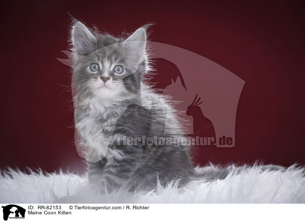 Maine Coon Ktzchen / Maine Coon Kitten / RR-82153
