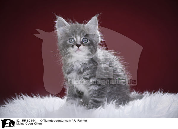 Maine Coon K�tzchen / Maine Coon Kitten / RR-82154