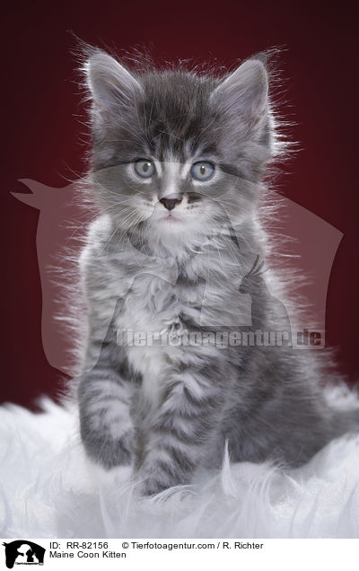 Maine Coon K�tzchen / Maine Coon Kitten / RR-82156