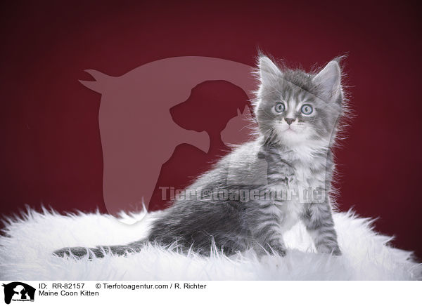 Maine Coon K�tzchen / Maine Coon Kitten / RR-82157
