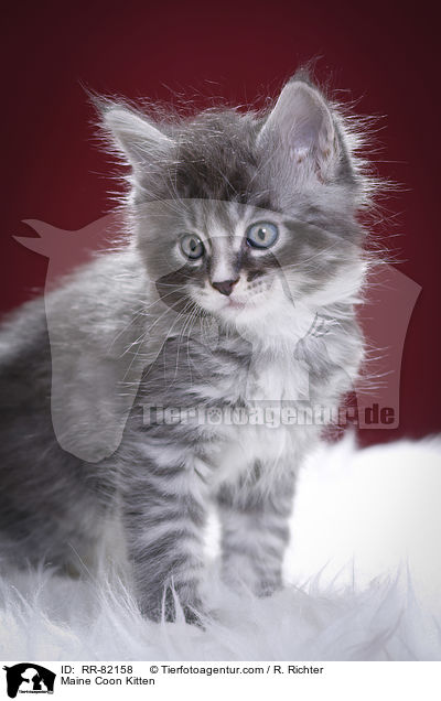 Maine Coon Ktzchen / Maine Coon Kitten / RR-82158