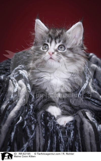 Maine Coon Ktzchen / Maine Coon Kitten / RR-82195