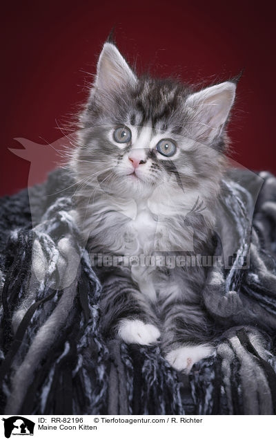 Maine Coon Ktzchen / Maine Coon Kitten / RR-82196