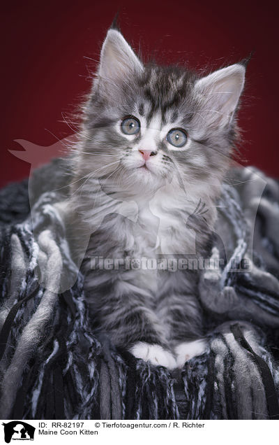 Maine Coon Ktzchen / Maine Coon Kitten / RR-82197