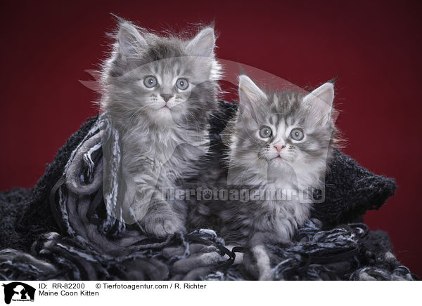 Maine Coon Ktzchen / Maine Coon Kitten / RR-82200