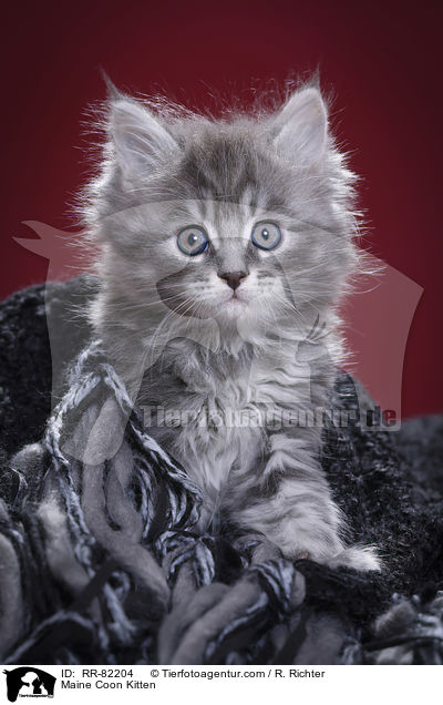 Maine Coon Ktzchen / Maine Coon Kitten / RR-82204