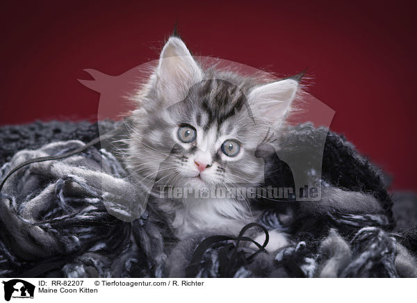 Maine Coon Ktzchen / Maine Coon Kitten / RR-82207