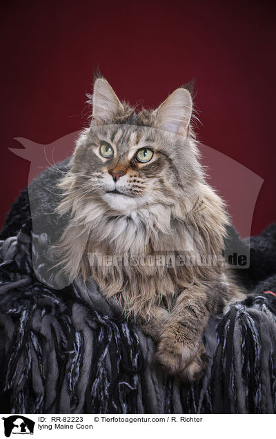 liegende Maine Coon / lying Maine Coon / RR-82223