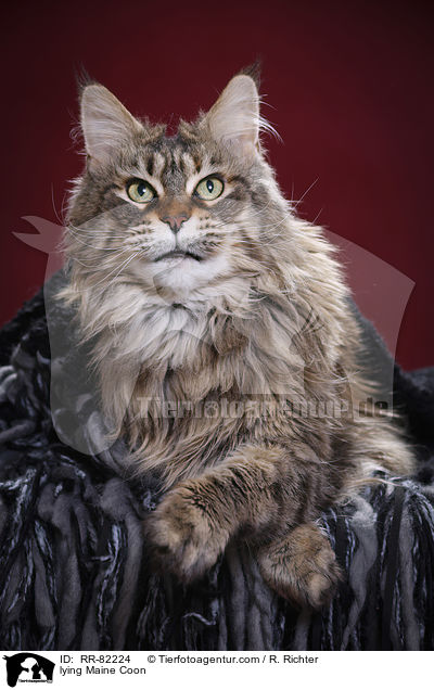 liegende Maine Coon / lying Maine Coon / RR-82224