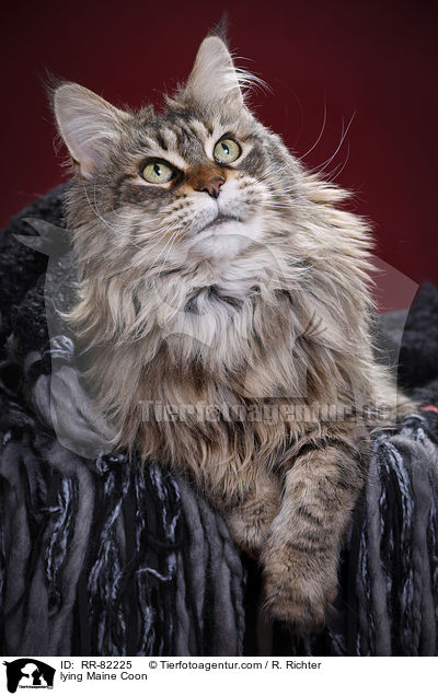 liegende Maine Coon / lying Maine Coon / RR-82225