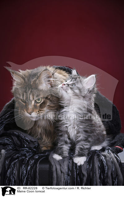 Maine Coon Kater / Maine Coon tomcat / RR-82228
