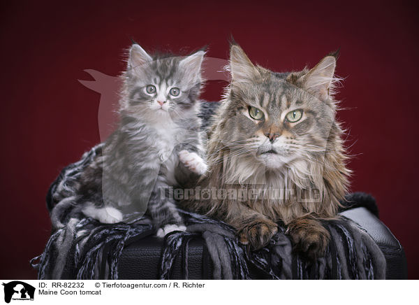 Maine Coon Kater / Maine Coon tomcat / RR-82232