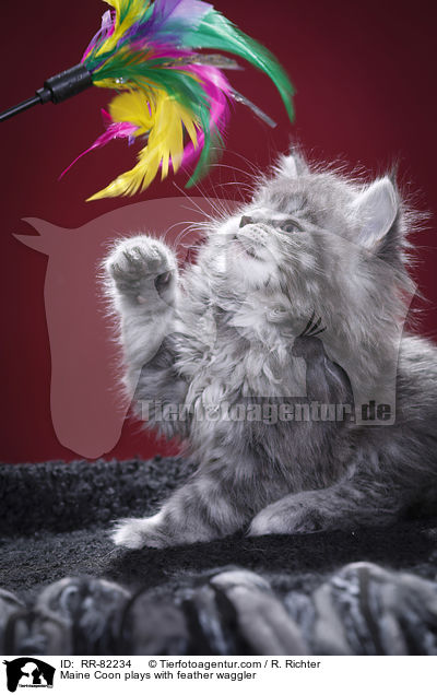 Maine Coon spielt mit Federwedel / Maine Coon plays with feather waggler / RR-82234