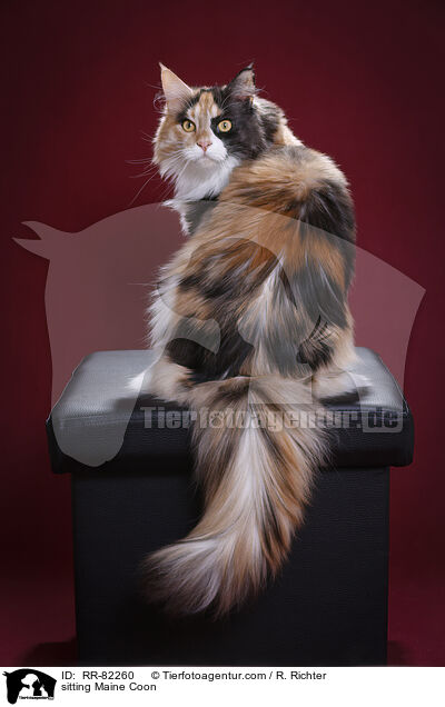 sitting Maine Coon / RR-82260