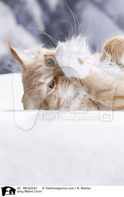liegende Maine Coon / lying Maine Coon / RR-82261