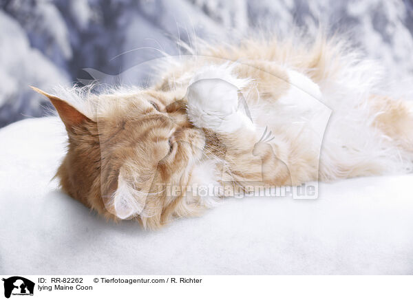 liegende Maine Coon / lying Maine Coon / RR-82262